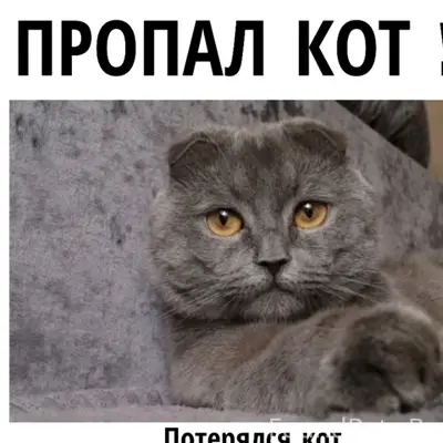 Пропал шотландский вислоухий кот Сева, район Рассвета