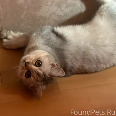 Пропала кошка, район Зои Космодемьянской