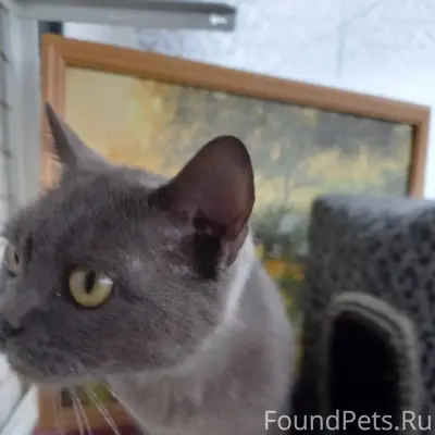Найден котёнок, конечная 10