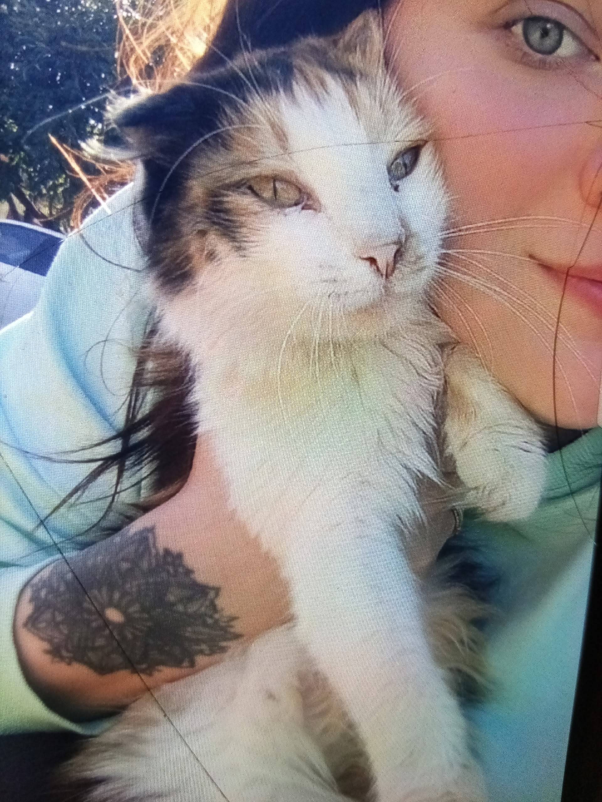 Пропала вислоухая трёхцветная кошка, улица красная 7 линия