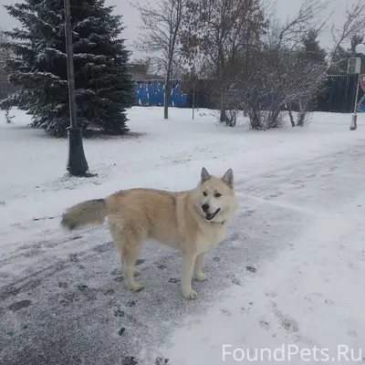 Пропала собака Чапа, район городского парка