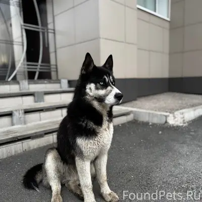 Пропал пёс похожий на хаски, район старого города