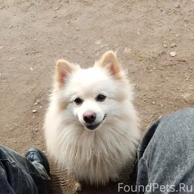 Пропал померанский шпиц Бим