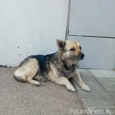 Найден кобель, Борское, Самарская область