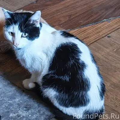 Пропал кот Кузя, п. Железнодорожный