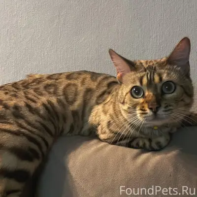 Пропала бенгальская кошка Тигра, Камбарка