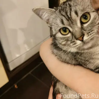 Пропала кошка Букля, Северодвинск