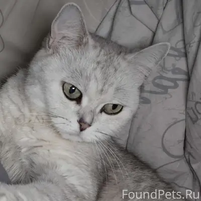 Пропала кошка, улица Пузакова 26