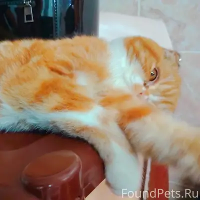 Пропал кот Лёха, Коротчаево, улица Ленина