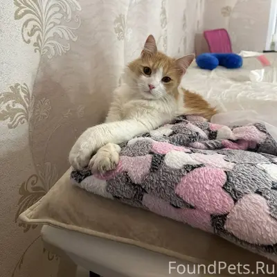 Пропал кот Фурсик, село Троицкое