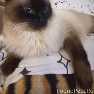 Пропал сиамский кот, Тольятти, Автозаводский р-н