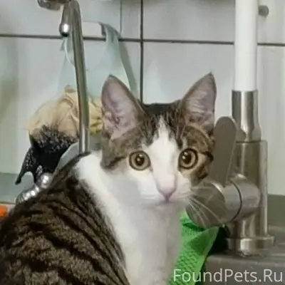Пропала кошка, Энергетиков 1