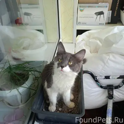 Пропал кот Мурзик, 2 микрорайон