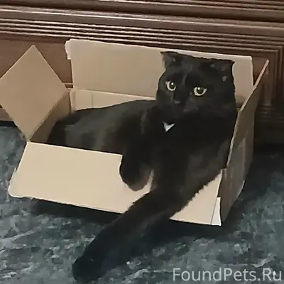 Пропала кошка Лиза, Новый Город Пензенский