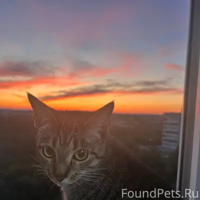 Пропала кошка,