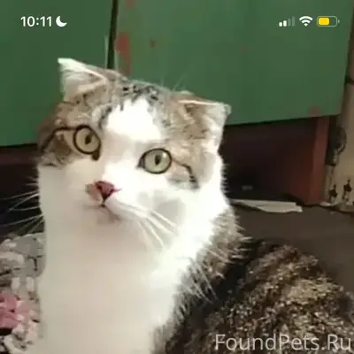Пропал кот,
