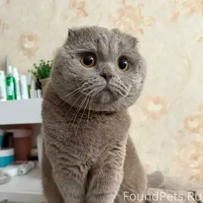 Пропал кот Тимофей, квартал 3А
