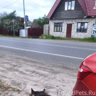 Пропала овчарка, между Чайковичами и СДТ Рассвет