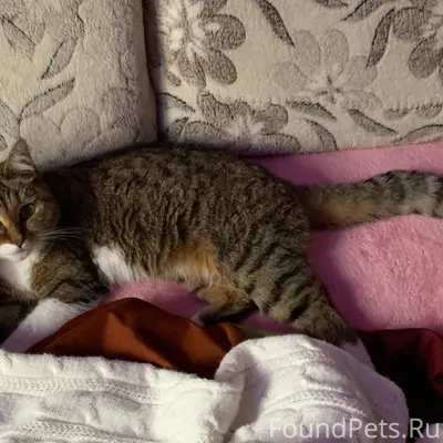 Пропала кошка, микрорайон Солнечный