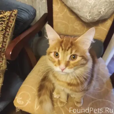 Пропал рыжий дворовый кот, Гороховец, ул. Луначарского