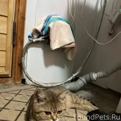 Найден котёнок, Воткинск