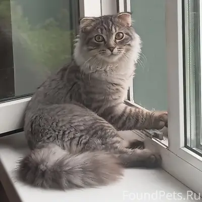 Пропал кот Бонифаций, район 2 школы