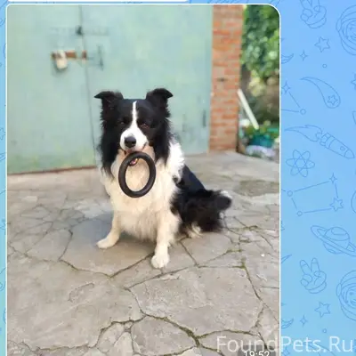 Пропал пёс, [место не указано]