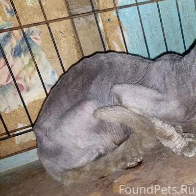 Найдена кошка, СНТ Алкино