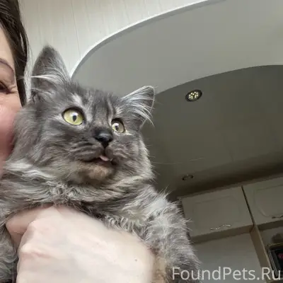 Пропала кошка Дуся, район ул. Гидротехническая