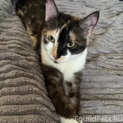 Пропала кошка Катя