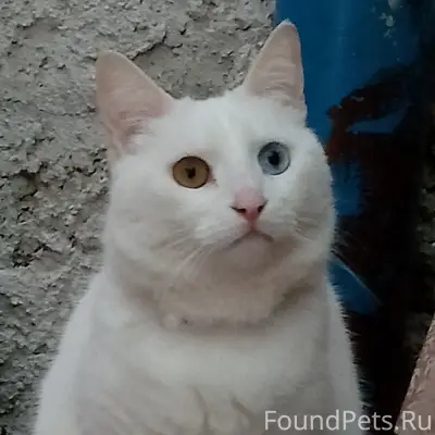 Пропала кошка, Евпатория