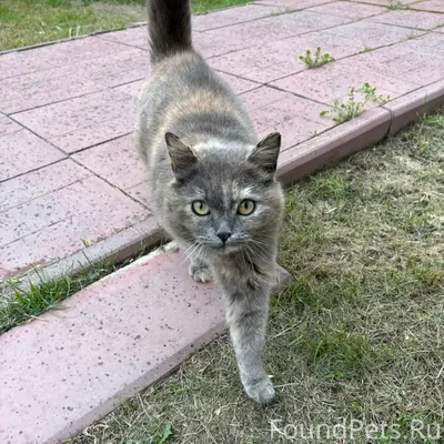 Найдена кошка, Затверечье