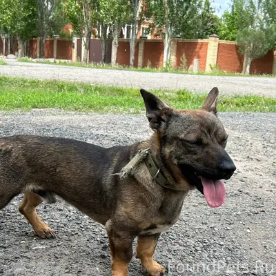 Найден пёс, Новоомский
