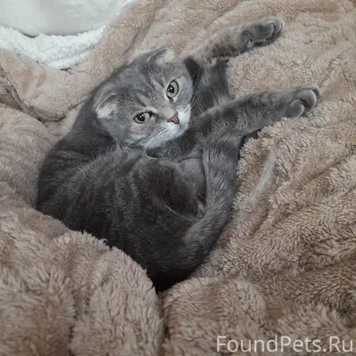 Пропала кошка Нюша, улица Кл. Готвальда