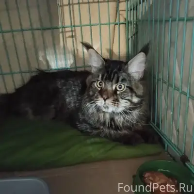 Найден кот, трасса рядом с Когалымом
