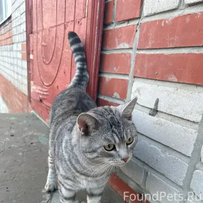 Пропал кот, Приисковая, Морчаны, Экспедиция