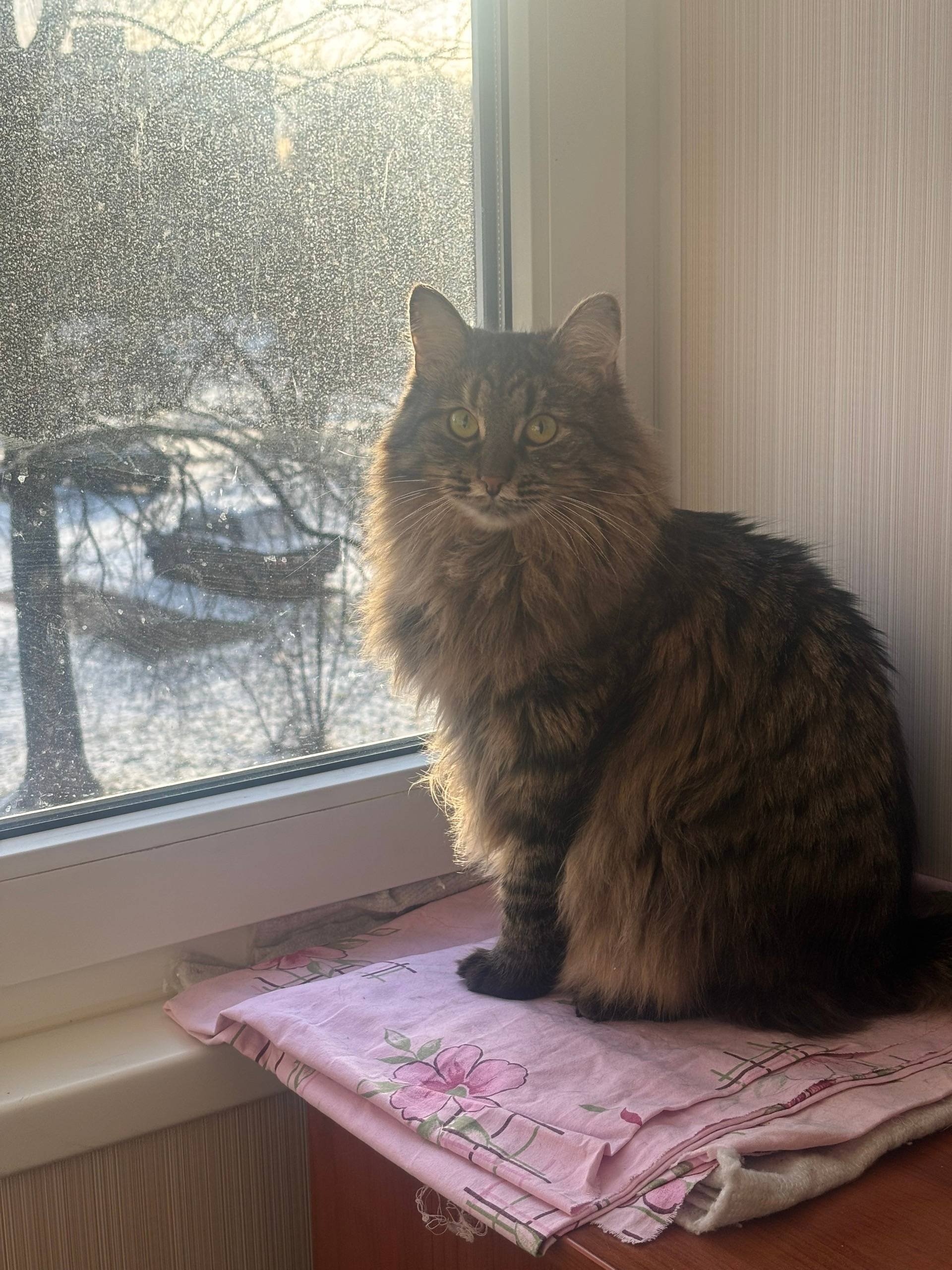 Пропала кошка, Весенняя/Астахова