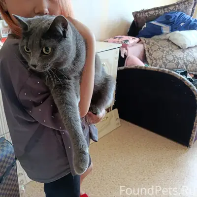 Найдена кошка, Сургут
