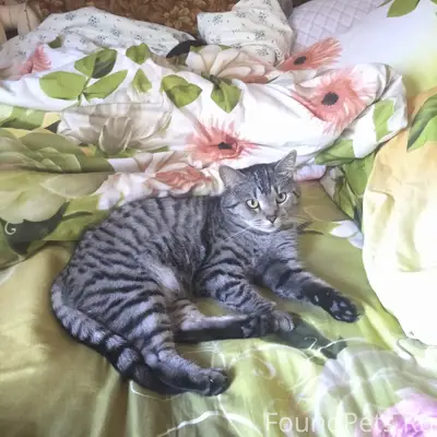 Пропал кот