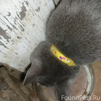 Пропал кот, свяжитесь по номеру 89026410273