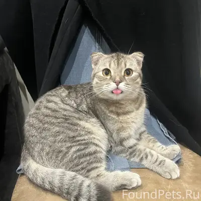 Пропала кошка, район ул. Б. Хмельницкого и пр. Ленина