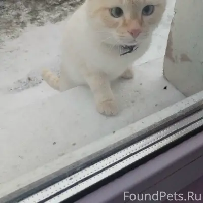 Пропал кот, С. Обуховское