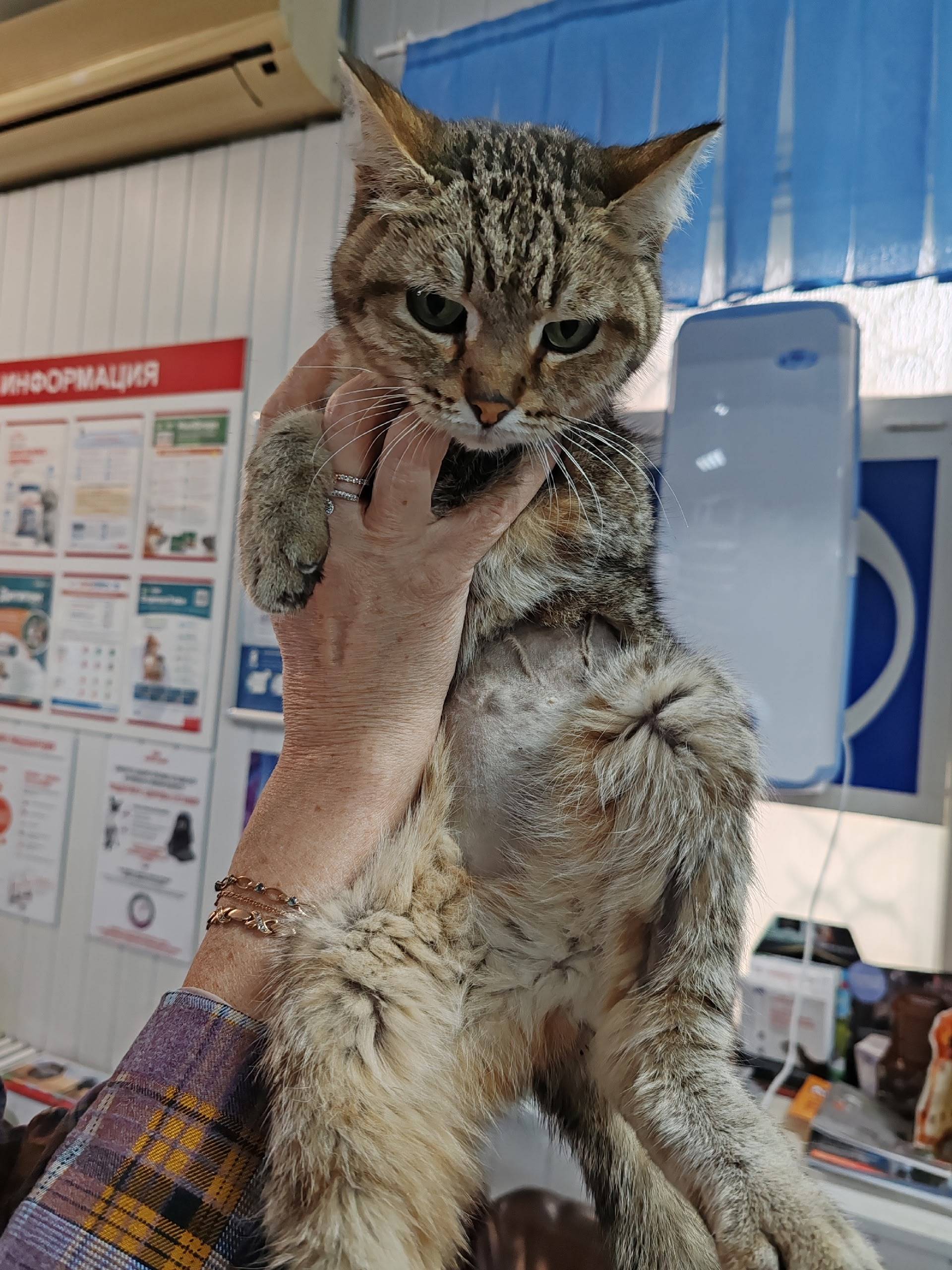 Найдена кошка, выбрит живот, след от забора крови