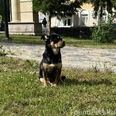 Найден пёс, парк Химик