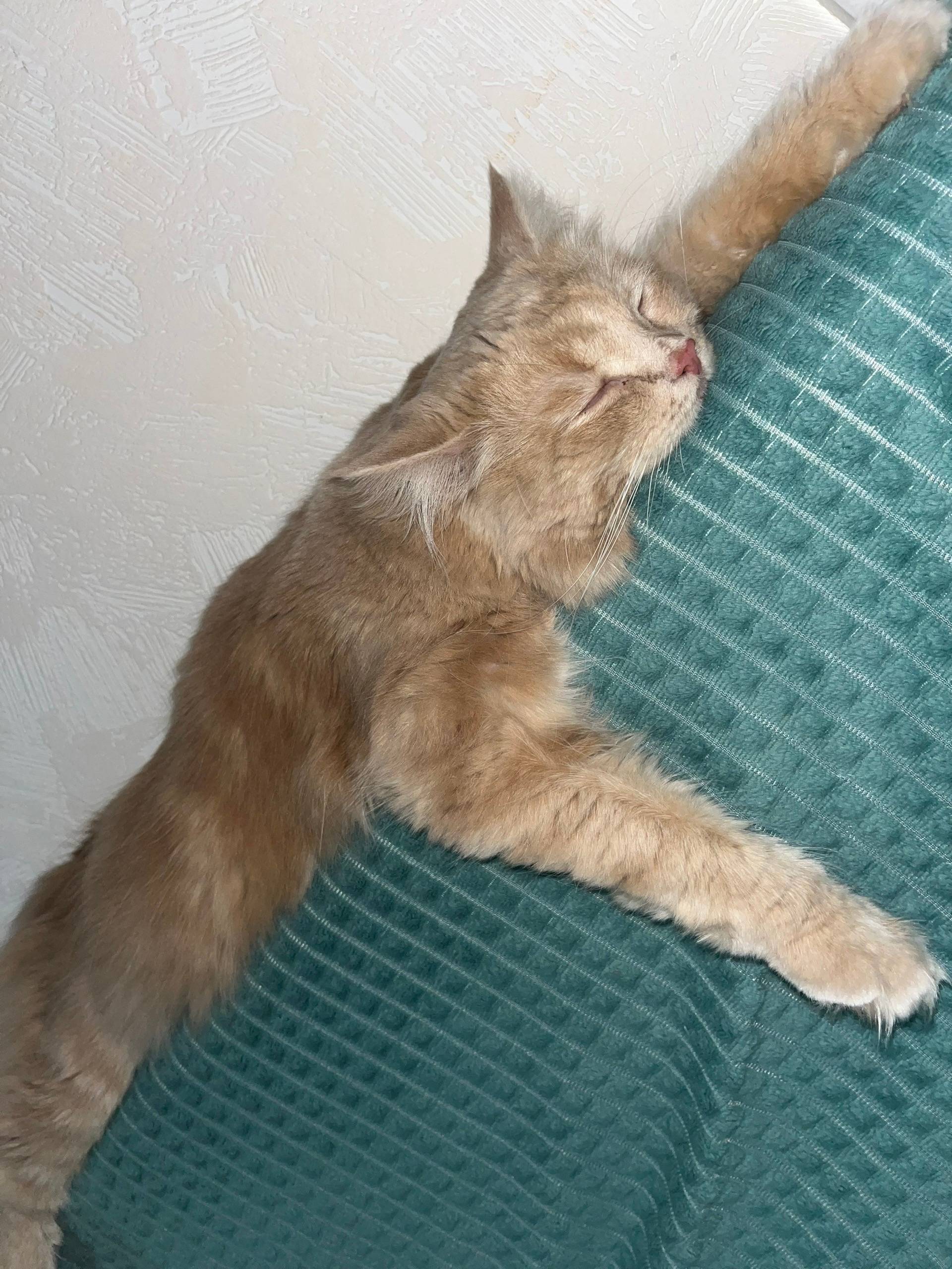 Пропал кот,