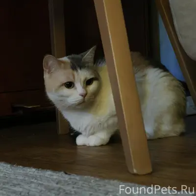 Пропала кошка