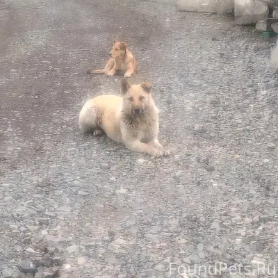 Пропал пёс, Южный