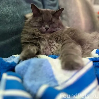 Пропал кот, район восточной проходной Красного Котельщика