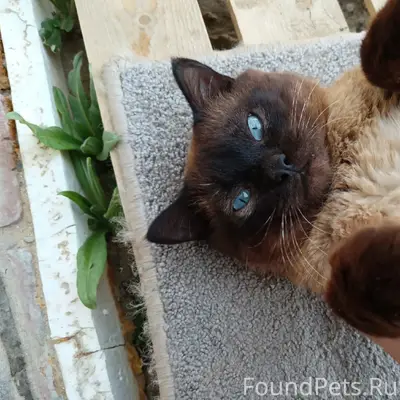 Найден тайский кот, без клички