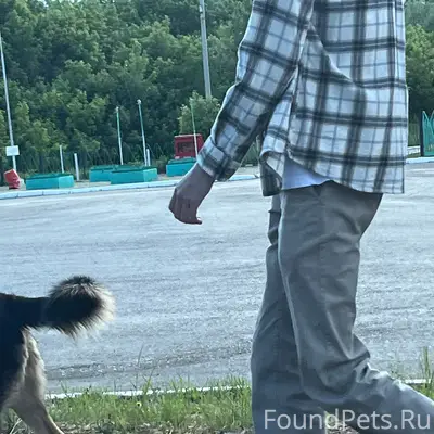 Найден метис, улица Главная, пост ДПС